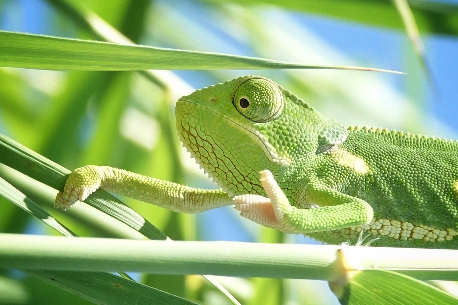 Caméléon vert